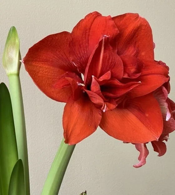 Red Amaryllis Flower Bulb Large Size Indoor Outdoor Blooming Plant Bulb for Home Garden Decoration Winter Flowering Hippeastrum Bulb Easy Grow Ornamental Flower Plant Bulb India image 1