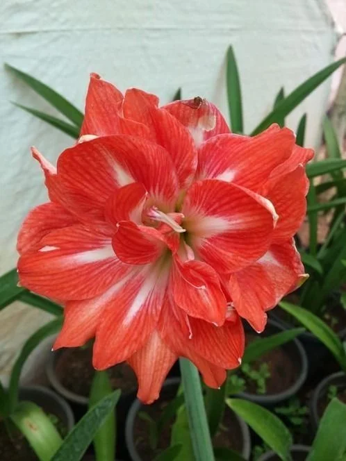 Red White Double Amaryllis Flower Bulb for Home Garden Large Bloom Hippeastrum Bulbs Indoor Outdoor Flowering Plant Bulb for Pots Balcony Garden India image 2