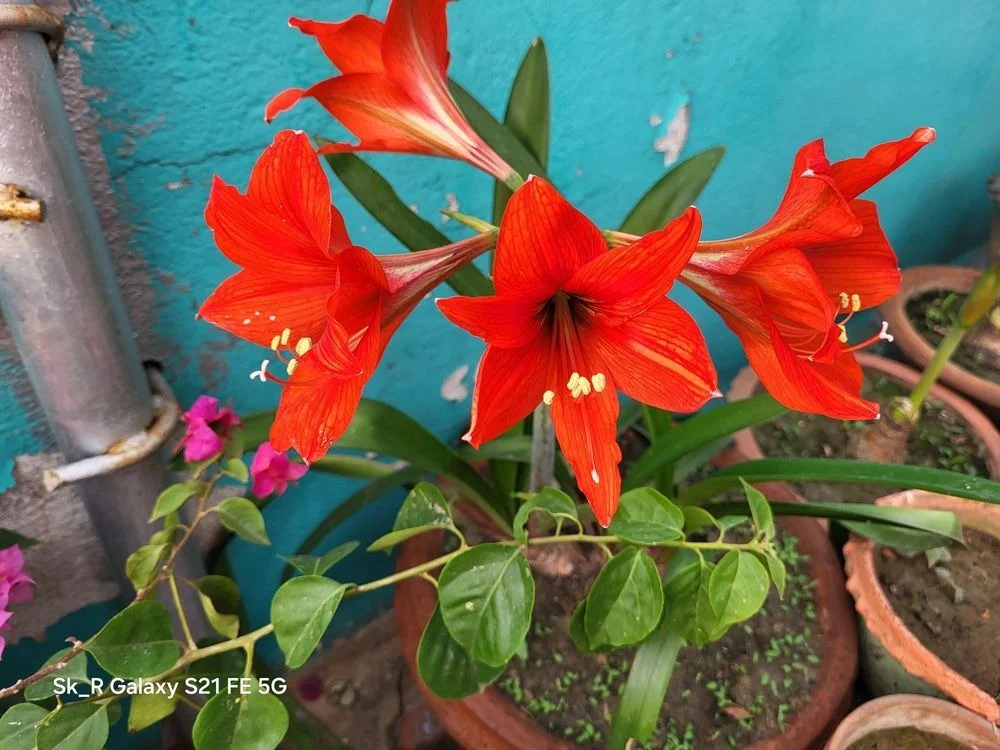 Red Amaryllis Lily Flower Bulb Live Flowering Plant for Home Garden Pots Balcony Terrace Gardening Decorative Indoor Outdoor Ornamental Flower Plant India image 2
