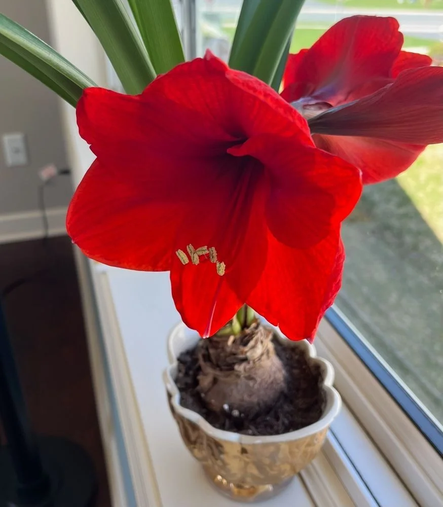 Red Amaryllis Lily Flower Bulb Live Flowering Plant for Home Garden Pots Balcony Terrace Gardening Decorative Indoor Outdoor Ornamental Flower Plant India image 3