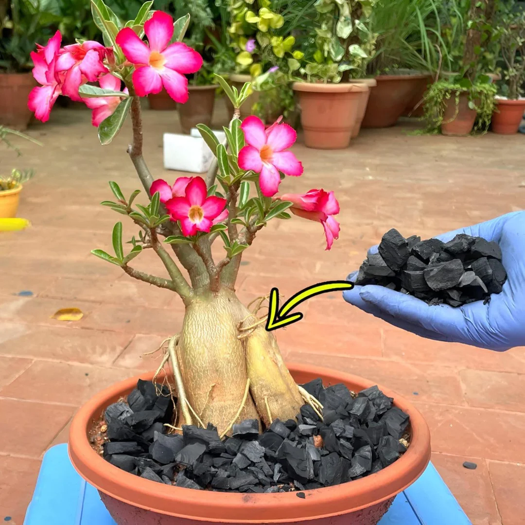 Natural Wood Charcoal Multipurpose Coal for Barbecue Grill Dhoop Havan Gardening Soil Charcoal Lump BBQ Fuel Activated Charcoal Pieces for Home and Outdoor Cooking image 2