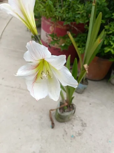 Premium Amaryllis Hippeastrum Flower Bulb Red White Stripe Large Bloom Indoor Outdoor Garden Plant Bulbs Winter Flowering Decorative Lily Bulbs for Home Gardening India thumbnail 1