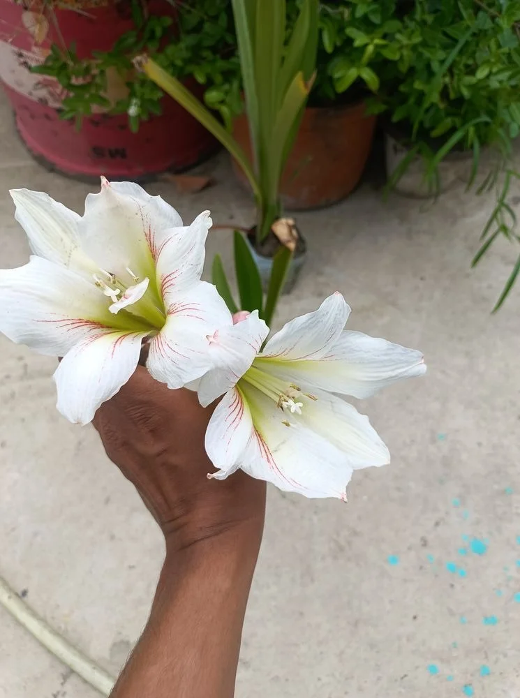 Premium Amaryllis Hippeastrum Flower Bulb Red White Stripe Large Bloom Indoor Outdoor Garden Plant Bulbs Winter Flowering Decorative Lily Bulbs for Home Gardening India image 3