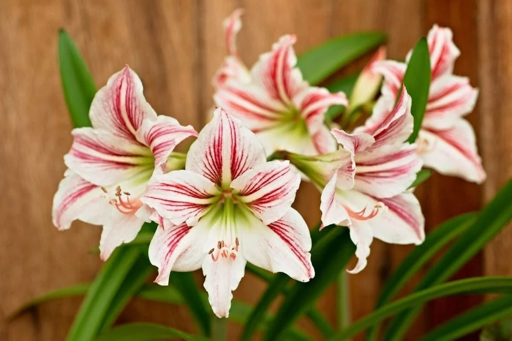 Premium Amaryllis Hippeastrum Flower Bulb Red White Stripe Large Bloom Indoor Outdoor Garden Plant Bulbs Winter Flowering Decorative Lily Bulbs for Home Gardening India image 1