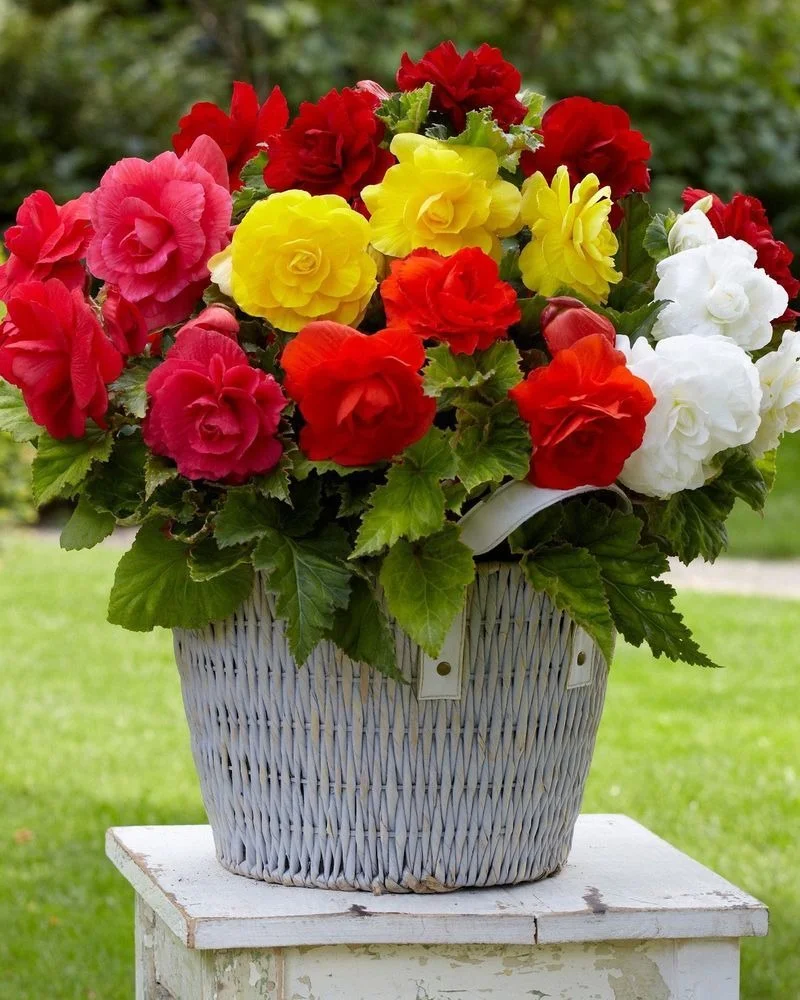Multicolour Begonia Flowering Plant for Home Garden Balcony Pots Indoor Outdoor Decorative Flower Plant with Bright Red Yellow Orange White Blooms Shade Loving Ornamental Garden Plant image 2