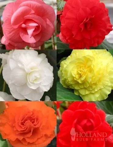 Multicolour Begonia Flowering Plant for Home Garden Balcony Pots Indoor Outdoor Decorative Flower Plant with Bright Red Yellow Orange White Blooms Shade Loving Ornamental Garden Plant image 3