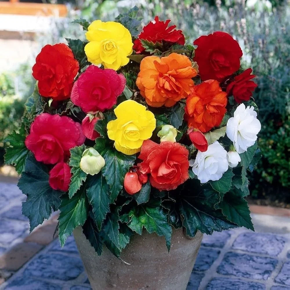 Multicolour Begonia Flowering Plant for Home Garden Balcony Pots Indoor Outdoor Decorative Flower Plant with Bright Red Yellow Orange White Blooms Shade Loving Ornamental Garden Plant image 1