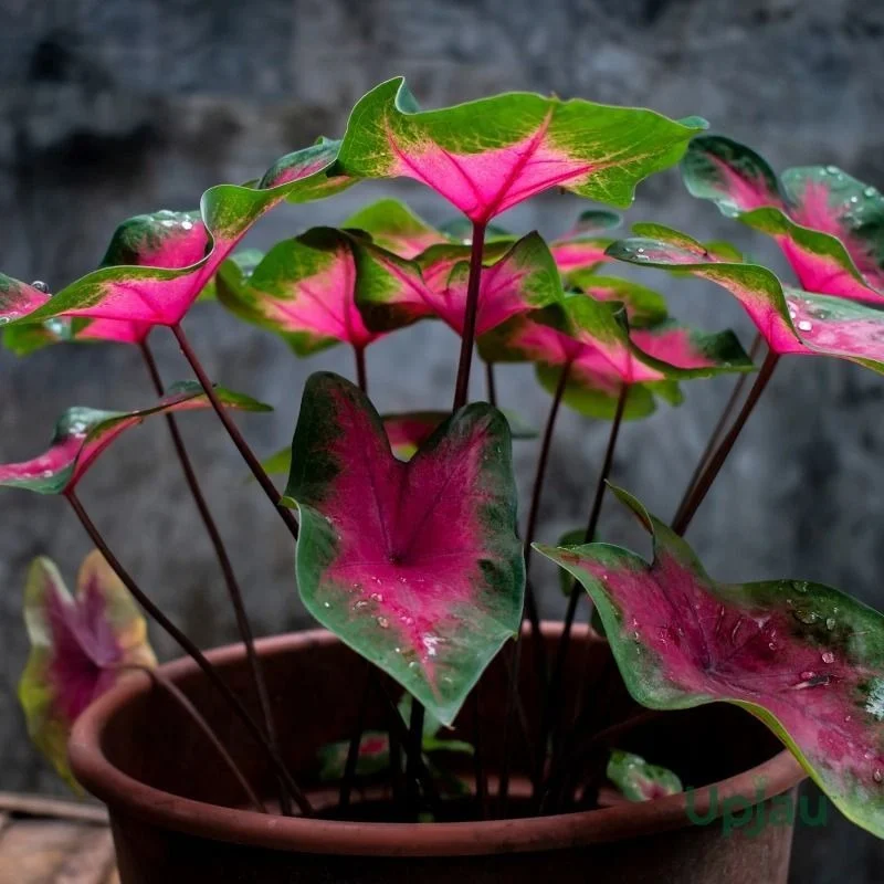 Pink Caladium Heart Leaf Ornamental Indoor Plant Live Decorative Foliage Plant for Home Garden Balcony Office Tabletop Pot Tropical Shade Loving Houseplant image 1