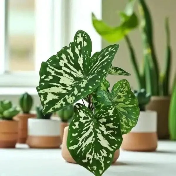 Caladium Variegated Indoor Decorative Plant Live Potted Angel Wings Caladium Green Cream Variegated Leaves Tropical Houseplant Home Garden Air Purifying Ornamental Plant image 2
