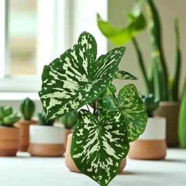 Caladium Variegated Indoor Decorative Plant Live Potted Angel Wings Caladium Green Cream Variegated Leaves Tropical Houseplant Home Garden Air Purifying Ornamental Plant thumbnail 1