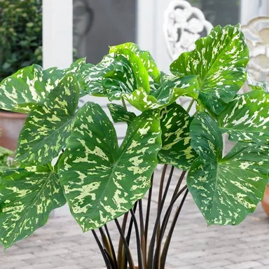 Caladium Variegated Indoor Decorative Plant Live Potted Angel Wings Caladium Green Cream Variegated Leaves Tropical Houseplant Home Garden Air Purifying Ornamental Plant thumbnail 2