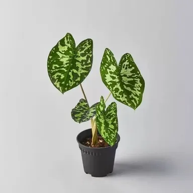 Caladium Variegated Indoor Decorative Plant Live Potted Angel Wings Caladium Green Cream Variegated Leaves Tropical Houseplant Home Garden Air Purifying Ornamental Plant thumbnail 3