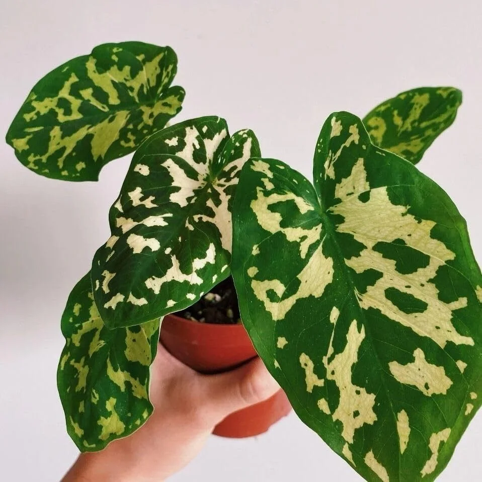 Caladium Variegated Indoor Decorative Plant Live Potted Angel Wings Caladium Green Cream Variegated Leaves Tropical Houseplant Home Garden Air Purifying Ornamental Plant image 1