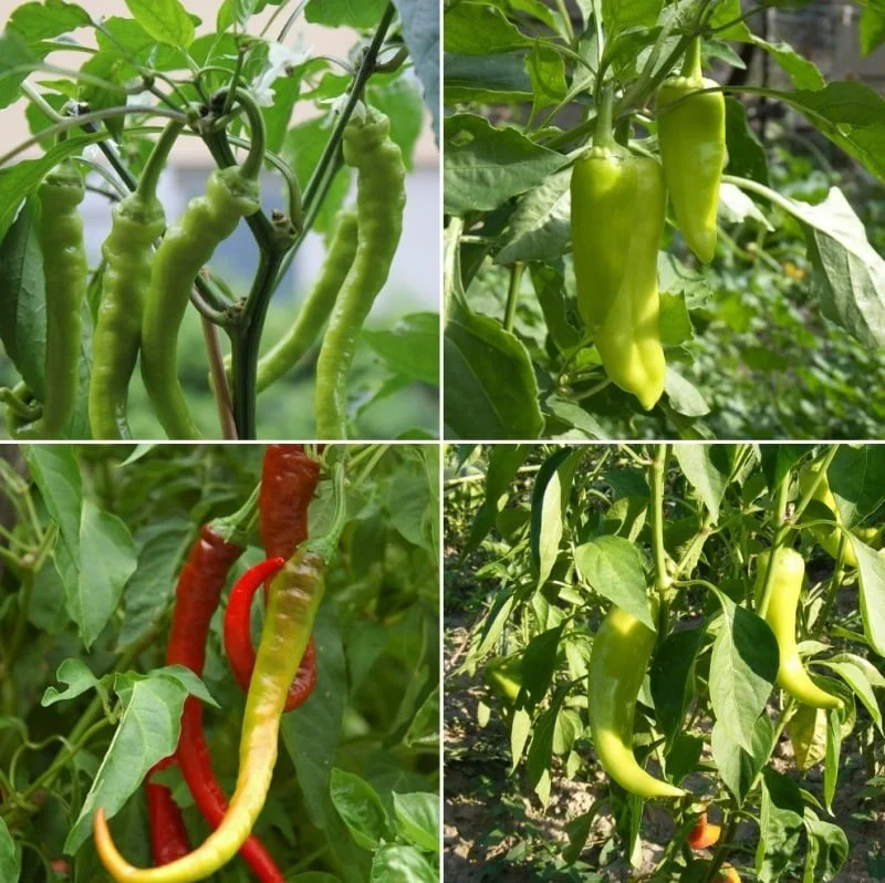 Premium Long Green Chilli Seeds High Yield Hybrid Mirchi Seeds for Kitchen Garden Farming Balcony Pots Terrace Gardening Fast Growing Vegetable Seeds India image 1