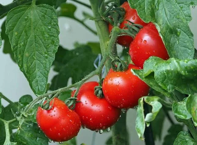 Hybrid Red Tomato Seeds for Kitchen Garden Farming High Yield Vegetable Seeds Disease Resistant Home Gardening Balcony Terrace Organic Vegetable Growing Seeds India image 1