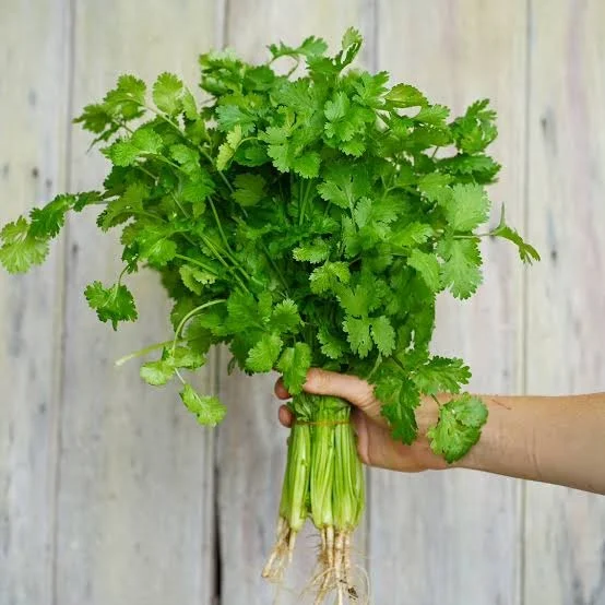 Premium Coriander Seeds for Kitchen Garden Plantation, Dhaniya Seeds for Home Gardening, Organic Herb Seeds for Balcony Garden, Fast Germination Cilantro Seeds India image 1
