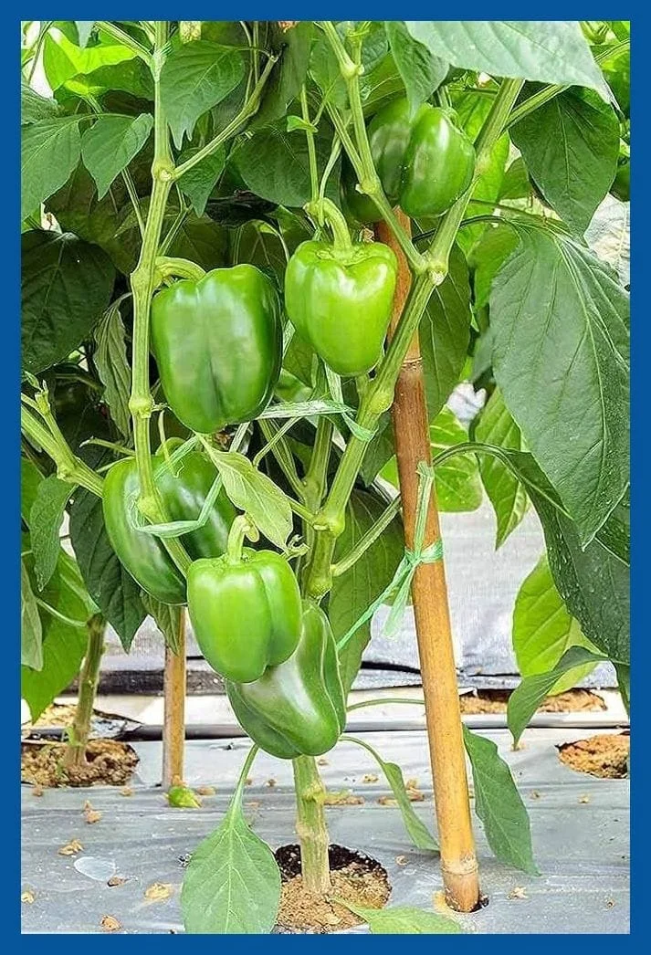 Premium Green Capsicum Shimla Mirch Vegetable Seeds for Home Garden Farming High Yield Bell Pepper Hybrid Seeds for Terrace Garden Kitchen Garden Polyhouse Farming India image 1