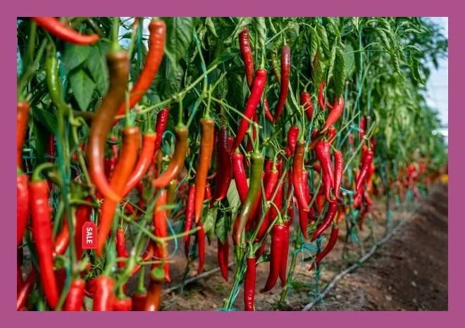Hybrid Red Chilli Seeds High Yield Capsicum Annuum Vegetable Seeds for Kitchen Garden Farming Spicy Long Red Mirchi Seed Variety for Indian Climate image 2