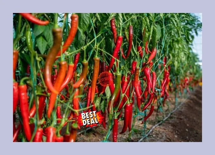 Hybrid Red Chilli Seeds High Yield Capsicum Annuum Vegetable Seeds for Kitchen Garden Farming Spicy Long Red Mirchi Seed Variety for Indian Climate image 1