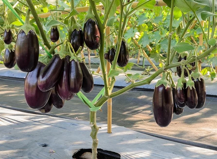 Hybrid Brinjal Eggplant Seeds High Yield F1 Variety for Kitchen Garden Farming Dark Purple Baingan Vegetable Seeds for Terrace Garden Pots Open Field Cultivation India image 1