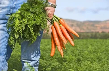 Premium Fresh Organic Carrots 1kg Farm Fresh Natural Red Gajar for Juicing Salad Cooking Rich in Vitamin A High Fibre Healthy Vegetables India thumbnail 1