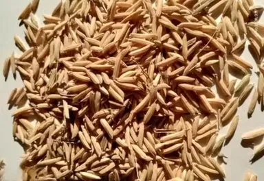Premium Handmade Cotton Diya Batti for Pooja Lamp Wick Natural Cotton Oil Lamp Wicks for Diwali Mandir Aarti Akhand Jyot Puja Accessories Cotton Wick Pack thumbnail 1