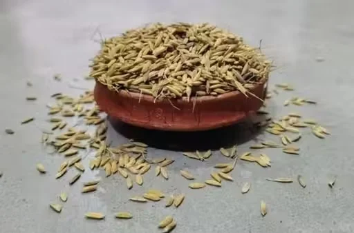 Premium Handmade Cotton Diya Batti for Pooja Lamp Wick Natural Cotton Oil Lamp Wicks for Diwali Mandir Aarti Akhand Jyot Puja Accessories Cotton Wick Pack image 1