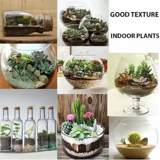 Round Glass Terrarium Bowl with Sand Decor, Seashells and Air Plants for Home Decoration, Table Centrepiece Glass Vase, Indoor Mini Garden Bowl for Living Room Office Decor image 3