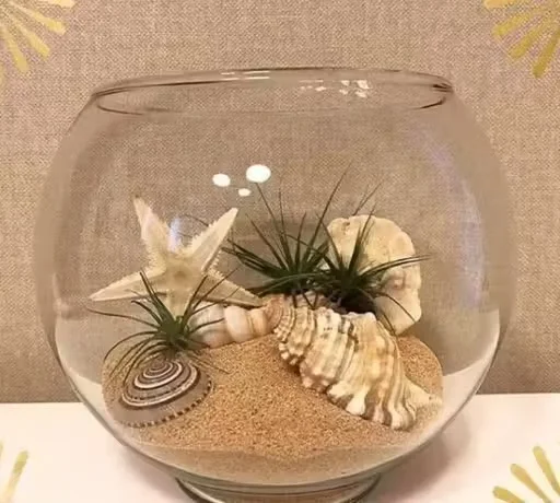 Round Glass Terrarium Bowl with Sand Decor, Seashells and Air Plants for Home Decoration, Table Centrepiece Glass Vase, Indoor Mini Garden Bowl for Living Room Office Decor image 1