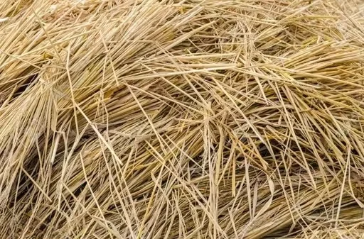 Premium Natural Paddy Straw Bundle for Cattle Feed, Cow Bedding, Organic Mulching, Compost Material, Rice Straw Parali for Dairy Farms, Mushroom Cultivation and Animal Fodder Use image 2