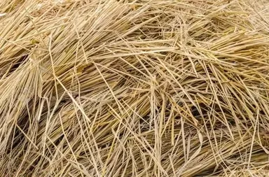 Premium Natural Paddy Straw Bundle for Cattle Feed, Cow Bedding, Organic Mulching, Compost Material, Rice Straw Parali for Dairy Farms, Mushroom Cultivation and Animal Fodder Use thumbnail 1