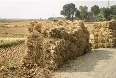 Premium Natural Paddy Straw Bundle for Cattle Feed, Cow Bedding, Organic Mulching, Compost Material, Rice Straw Parali for Dairy Farms, Mushroom Cultivation and Animal Fodder Use thumbnail 2