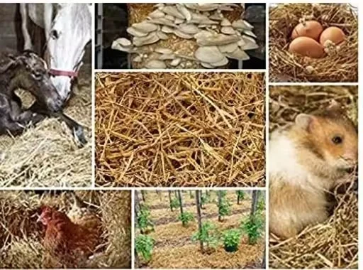 Premium Natural Paddy Straw Bundle for Cattle Feed, Cow Bedding, Organic Mulching, Compost Material, Rice Straw Parali for Dairy Farms, Mushroom Cultivation and Animal Fodder Use image 4