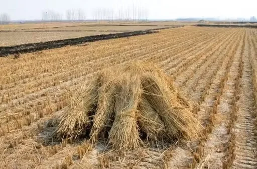 Premium Natural Paddy Straw Bundle for Cattle Feed, Cow Bedding, Organic Mulching, Compost Material, Rice Straw Parali for Dairy Farms, Mushroom Cultivation and Animal Fodder Use image 1