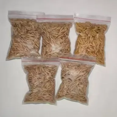 Premium Natural Paddy Rice Grains for Puja Havan Kalash Decoration Raw Dhan Unhusked Rice for Hindu Rituals Temple Offerings Vastu Puja Ceremony Use thumbnail 1