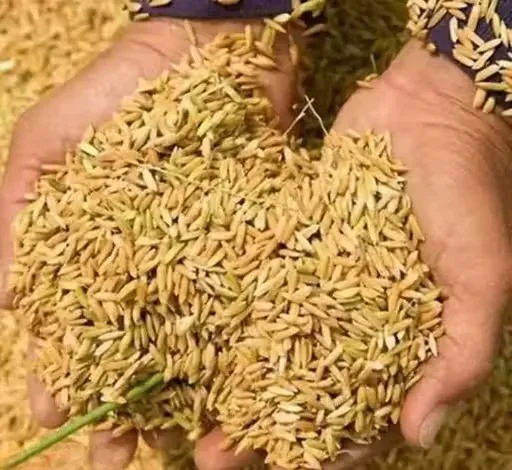 Premium Natural Paddy Rice Grains for Puja Havan Kalash Decoration Raw Dhan Unhusked Rice for Hindu Rituals Temple Offerings Vastu Puja Ceremony Use image 3