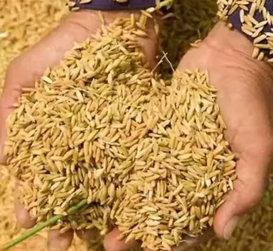 Premium Natural Paddy Rice Grains for Puja Havan Kalash Decoration Raw Dhan Unhusked Rice for Hindu Rituals Temple Offerings Vastu Puja Ceremony Use thumbnail 2
