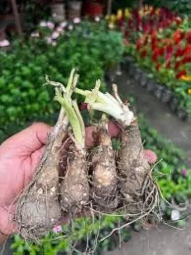 Multi Colour Tuberose Bulbs Rajnigandha Flower Bulbs Pack of 10 Mixed Colours Fragrant Night Blooming Garden Planting Bulbs for Home Garden Balcony Terrace Flowering Plants India thumbnail 2