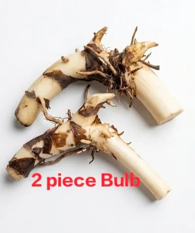 Red Canna Lily Flower Bulb for Garden Planting 2 Piece Pack Tropical Canna Lily Rhizome Bulbs for Home Garden Landscaping Balcony Terrace Outdoor Flower Plants India thumbnail 2