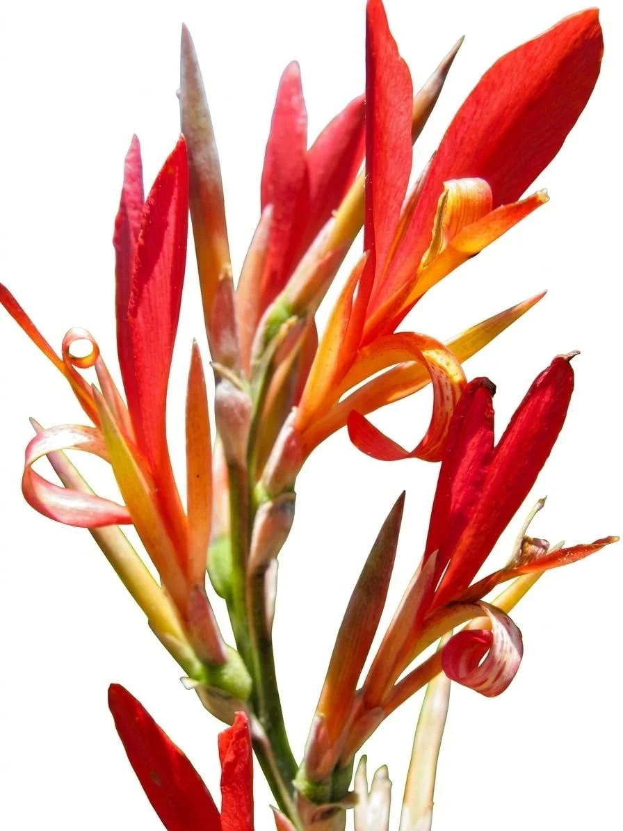 Red Canna Lily Flower Bulb for Garden Planting 2 Piece Pack Tropical Canna Lily Rhizome Bulbs for Home Garden Landscaping Balcony Terrace Outdoor Flower Plants India image 1
