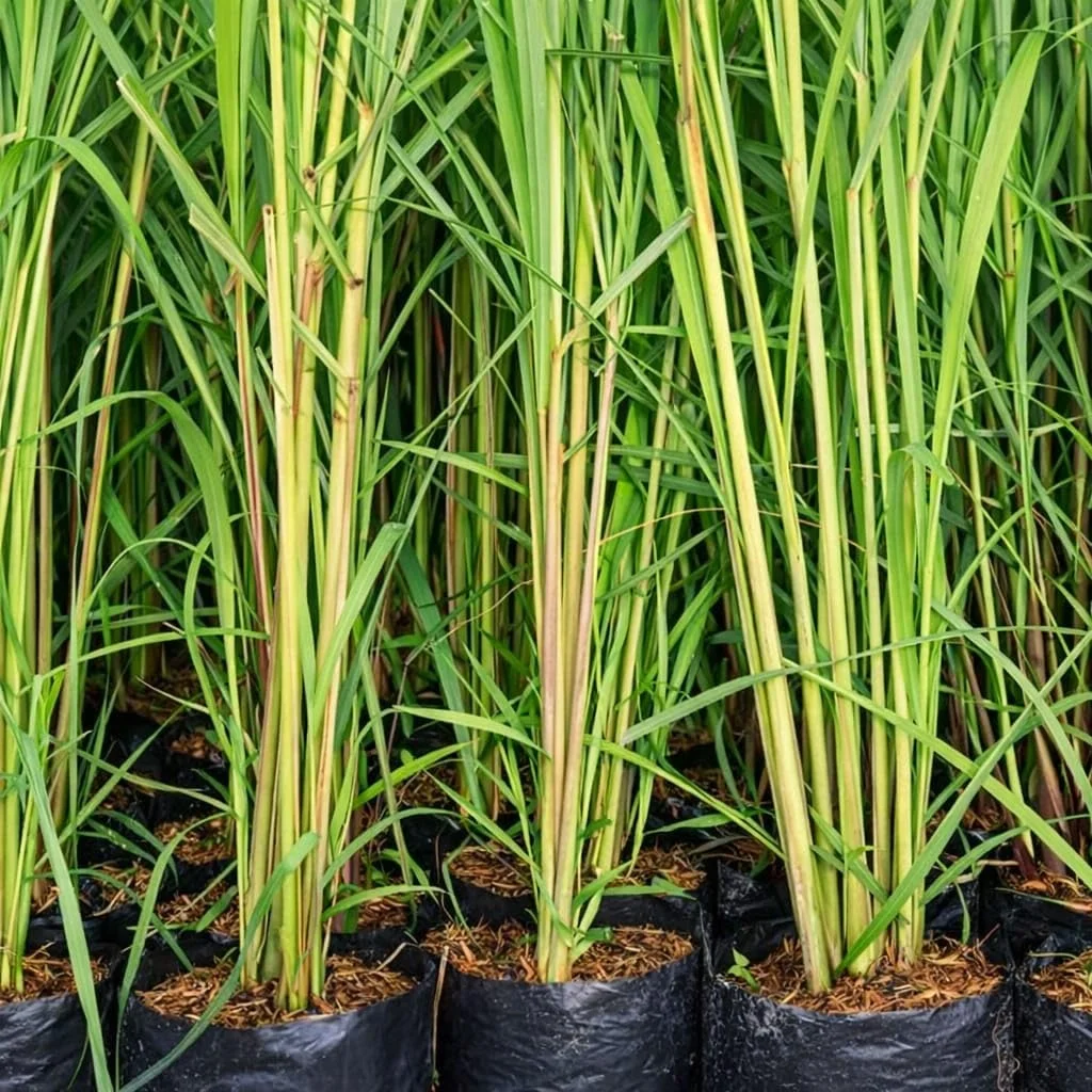 Live Lemongrass Plant |Cymbopogon Citratus | Medicinal & Aromatic Herb for Home Garden, Kitchen, Tea, Natural Remedy | Indoor Plant Care image 2