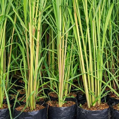 Live Lemongrass Plant |Cymbopogon Citratus | Medicinal & Aromatic Herb for Home Garden, Kitchen, Tea, Natural Remedy | Indoor Plant Care thumbnail 1