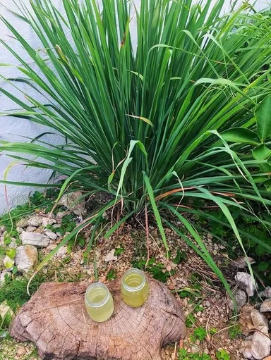 Live Lemongrass Plant |Cymbopogon Citratus | Medicinal & Aromatic Herb for Home Garden, Kitchen, Tea, Natural Remedy | Indoor Plant Care thumbnail 2