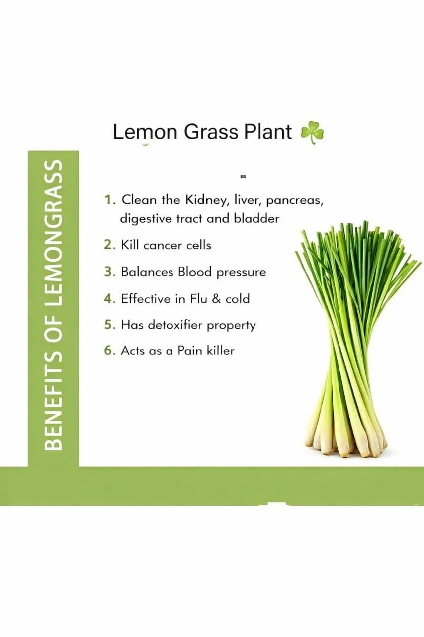 Live Lemongrass Plant |Cymbopogon Citratus | Medicinal & Aromatic Herb for Home Garden, Kitchen, Tea, Natural Remedy | Indoor Plant Care image 4