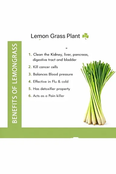 Live Lemongrass Plant |Cymbopogon Citratus | Medicinal & Aromatic Herb for Home Garden, Kitchen, Tea, Natural Remedy | Indoor Plant Care thumbnail 3