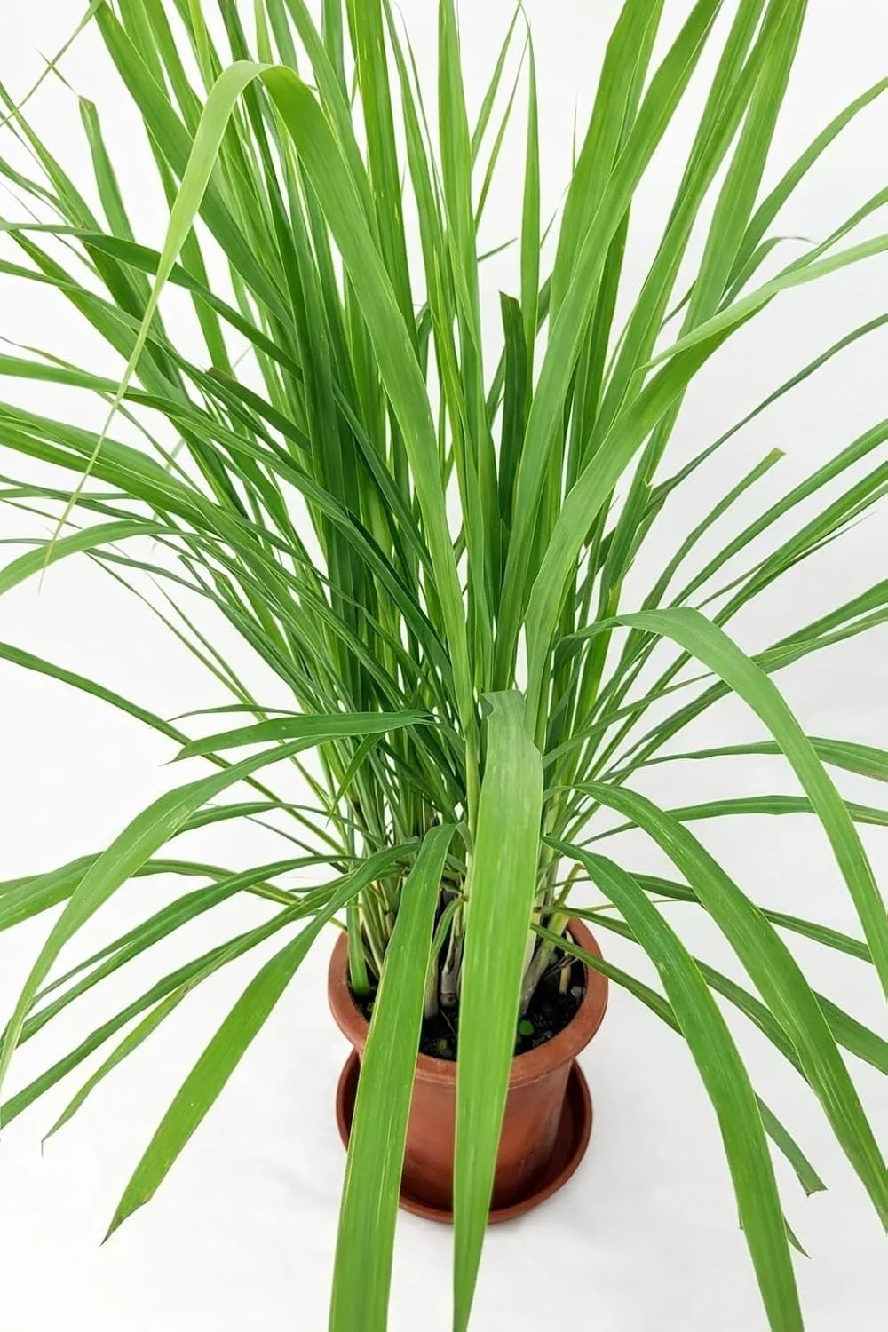 Live Lemongrass Plant |Cymbopogon Citratus | Medicinal & Aromatic Herb for Home Garden, Kitchen, Tea, Natural Remedy | Indoor Plant Care image 5