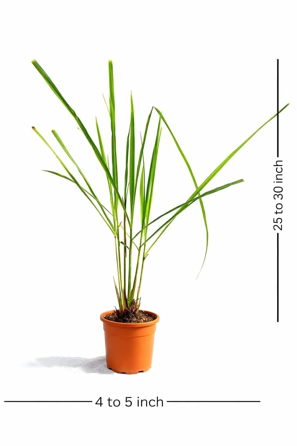 Live Lemongrass Plant |Cymbopogon Citratus | Medicinal & Aromatic Herb for Home Garden, Kitchen, Tea, Natural Remedy | Indoor Plant Care image 6