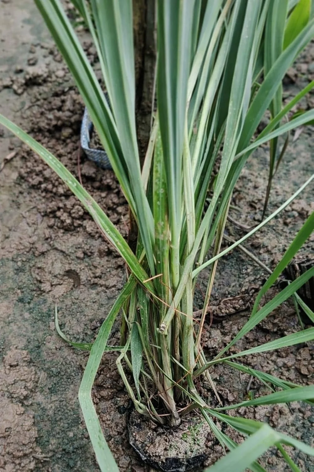Live Lemongrass Plant |Cymbopogon Citratus | Medicinal & Aromatic Herb for Home Garden, Kitchen, Tea, Natural Remedy | Indoor Plant Care image 7