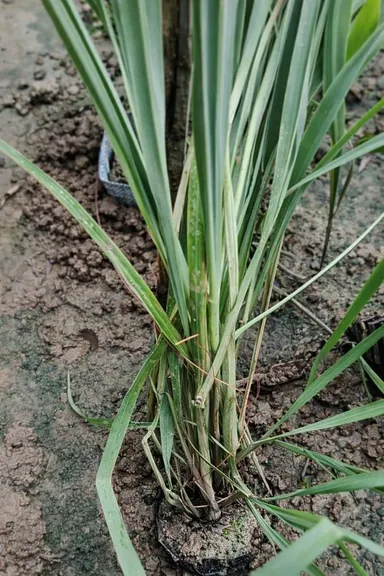 Live Lemongrass Plant |Cymbopogon Citratus | Medicinal & Aromatic Herb for Home Garden, Kitchen, Tea, Natural Remedy | Indoor Plant Care thumbnail 6