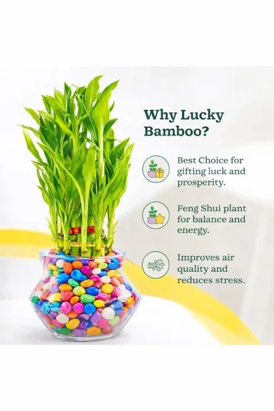 HUB Lucky Bamboo 2-Layer Plant in Glass Pot 4 inch with Colorful Gel Beads | Indoor Table Top Plant for Living Room, Office Desk, Home Decor | Air Purifier & Vastu Feng Shui Plant thumbnail 1